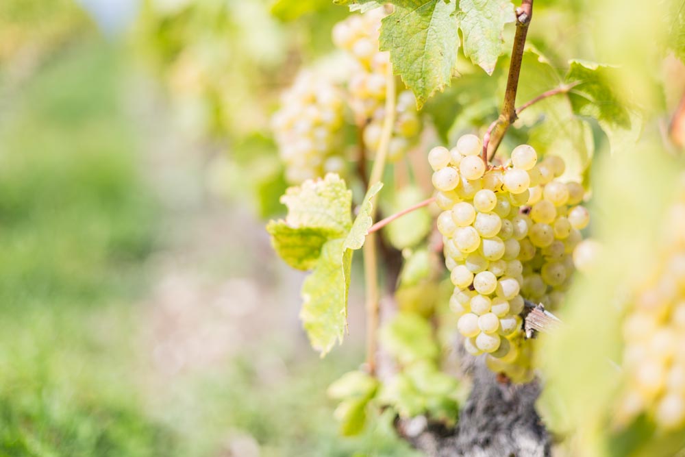 Grappes de Raisin du Domaine de la République et Canton de Genève
