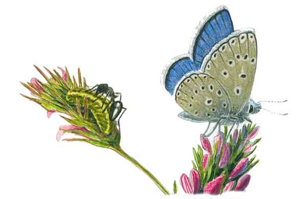 Papillon Azuré