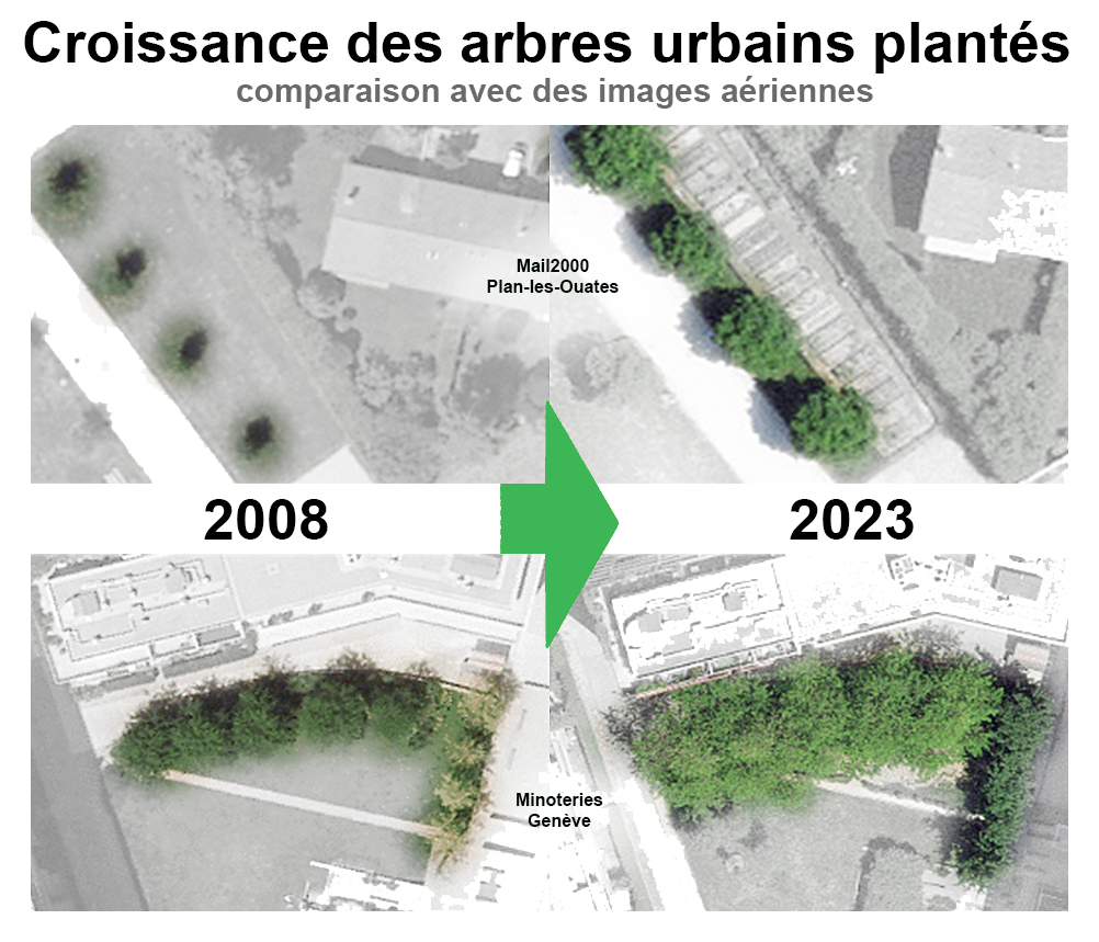 avant après arbres
