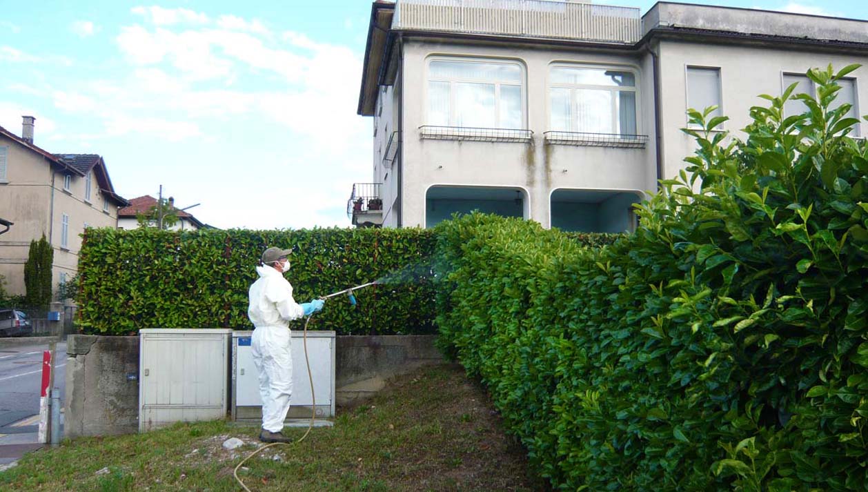 Alerte dengue au Tessin : opération de démoustication