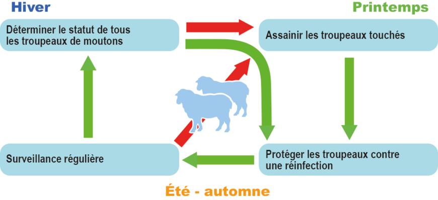 Déroulement du programme de lutte contre le piétin