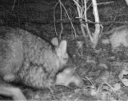 Image du loup photographié à Genève par un piège photo.