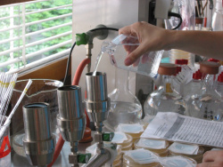 Préparation pour filtration