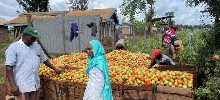 © SSI, visite du SSI au projet de Biovision au Kenya. Récolte de tomates dans le comté de Kirinyaga.